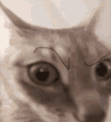 Cat Suspicious Animated Discord sticker