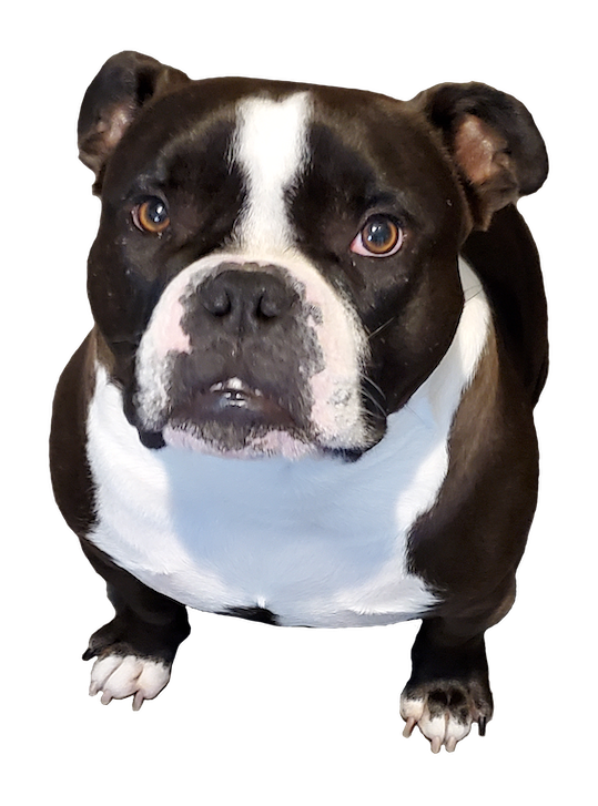 max Discord sticker