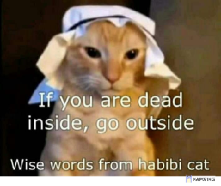 habibi cat Discord sticker
