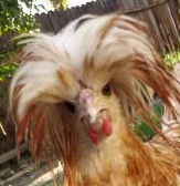 fancyhairchicken Discord sticker