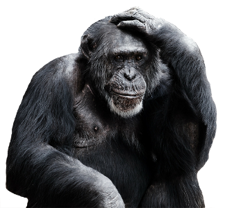 Monke Discord sticker