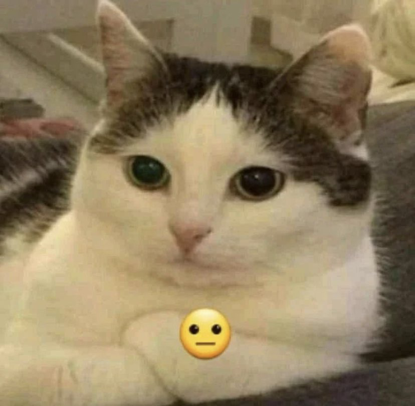 cat crossing arms Discord sticker
