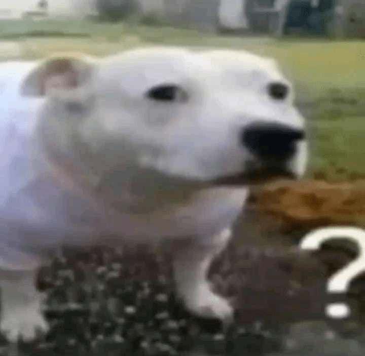 Doge? Discord sticker