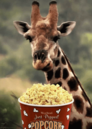 Popcorn Giraffe Discord sticker