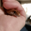 Snek Discord sticker