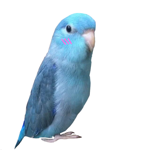 BlushBirb Discord sticker