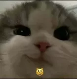 Cat Smirk Discord sticker