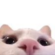 Catto Peako Discord sticker