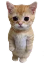 EELLLLLL GATTOOOOO Discord sticker