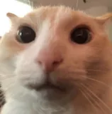 Catto Stare Discord sticker