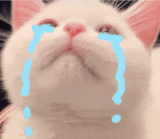Cat Cry Discord sticker