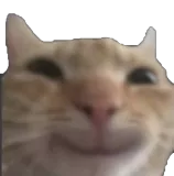 Cat Smile Discord sticker