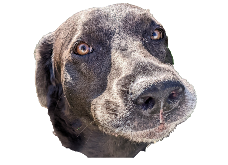 PoliteDog Discord sticker