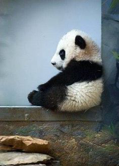 Panda Sit Discord sticker