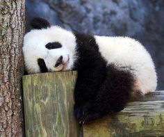 Panda Lazy Discord sticker