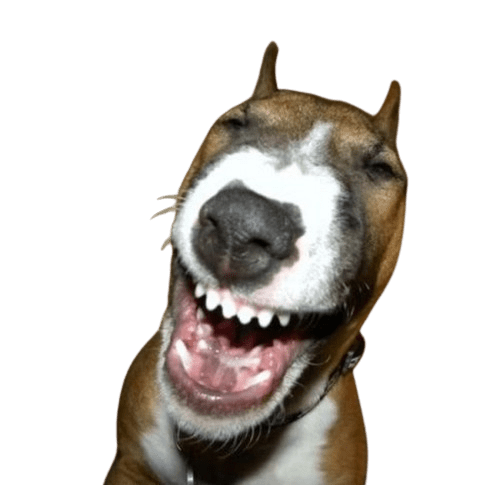 demon dog laugh Discord sticker