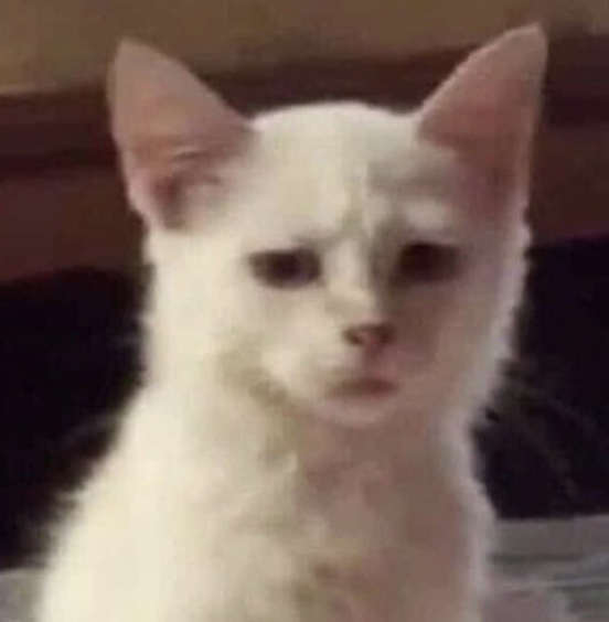 cat really Discord sticker