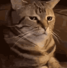 cat_what the Discord sticker