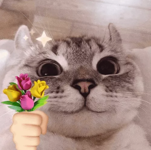 cat flower