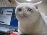 sad cat Discord sticker