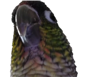 pathetic Discord sticker