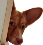 what's going on there Discord sticker