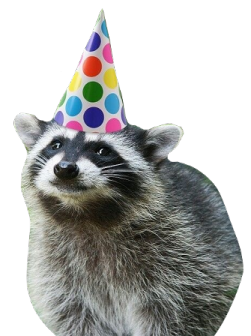 birthday raccoon  Discord sticker