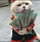 oppcat Discord sticker