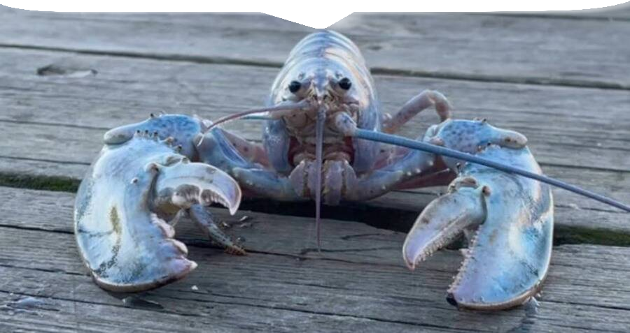 Blue Lobster Discord sticker
