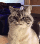 Angery Cat Discord sticker