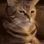 Unimpressed Cat Discord sticker