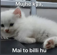 billi Discord sticker