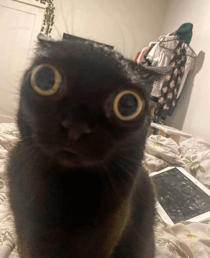 Surprised Cat Discord sticker