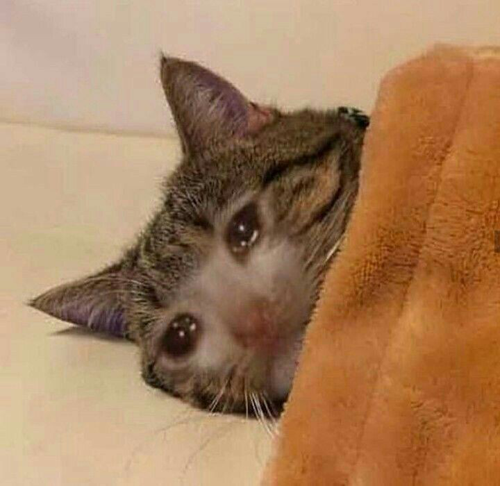 Cry to sleep cat Discord sticker