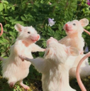 rats Discord sticker