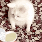 GO_catEww Discord sticker