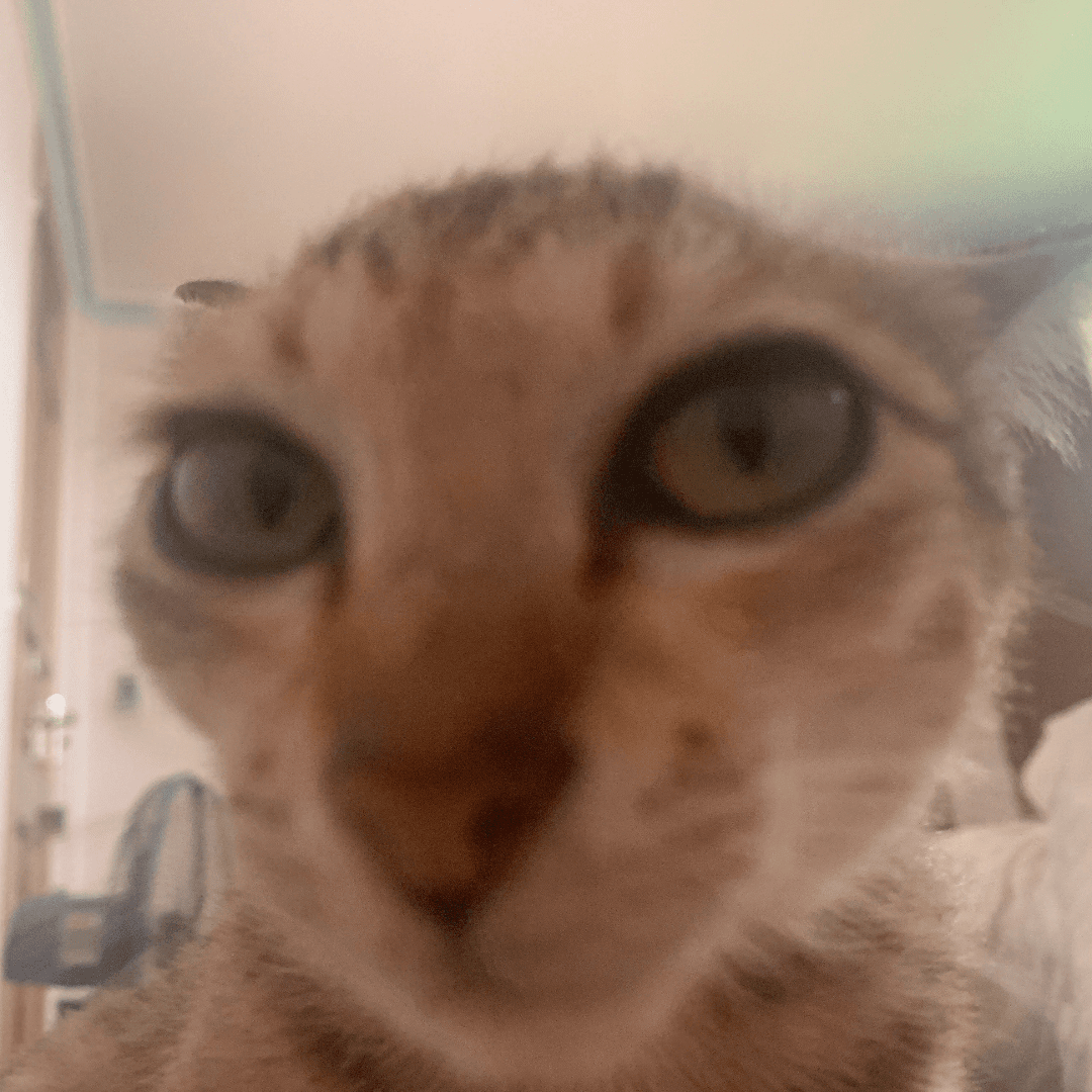 cat questions life Discord sticker