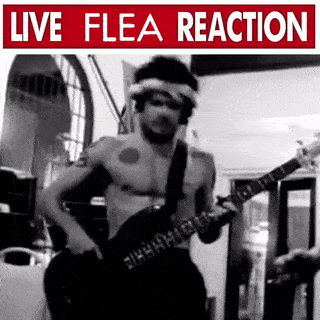 Live Flea Reaction