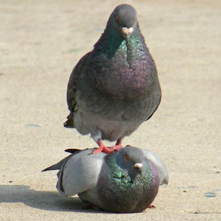 pigeon