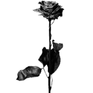deadrose Discord sticker