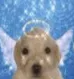 Dog Innocent Discord sticker