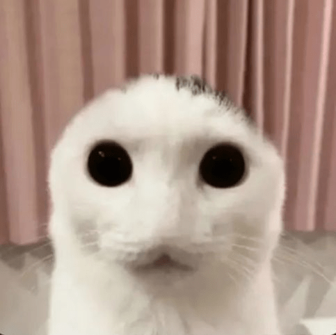 Cat 2 Discord sticker