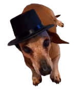 Dapper Dachshund Discord sticker