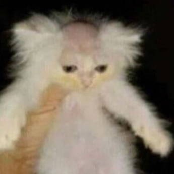 Bald Cat Discord sticker