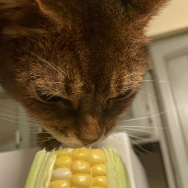 Momo corn Discord sticker
