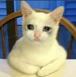 cat crying Discord sticker