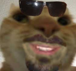 cat glasses Discord sticker