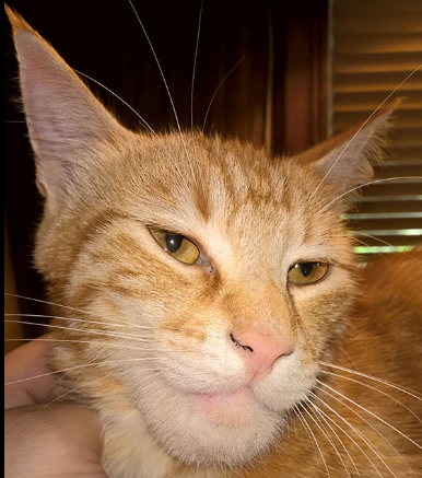 ChadCat Discord sticker