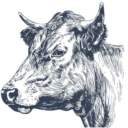 Bull To Sky