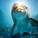 angal el delfin amistoso